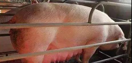 縮宮素過度使用危害多！掌握以下三點正確使用縮宮素|晨源生物