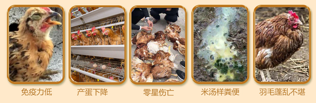 霉菌對(duì)家禽的危害