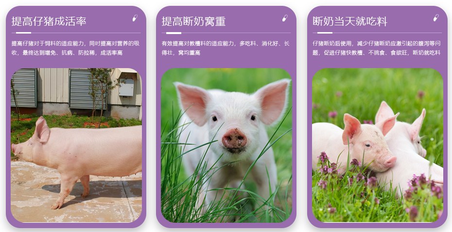 豬用飼料添加劑教保旺