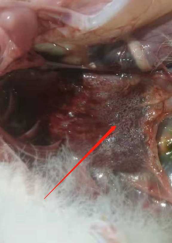 鴨黑肺病解剖圖