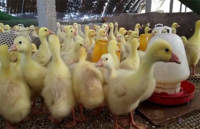雛鵝前10天的飼養管理技術