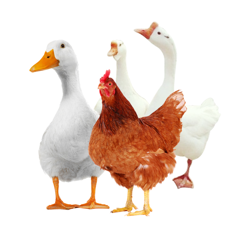 禽藥廠家教你應該如何選購靠譜的禽藥