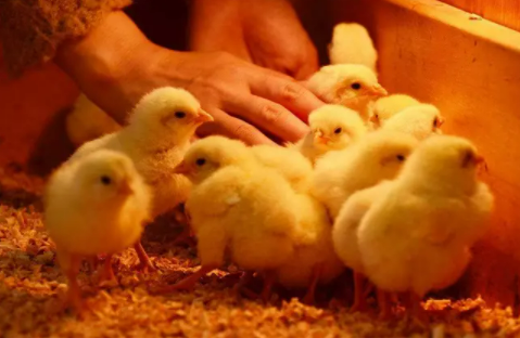 493294dae47e0dec073070950f7d28d 493294dae47e0dec073070950f7d28d