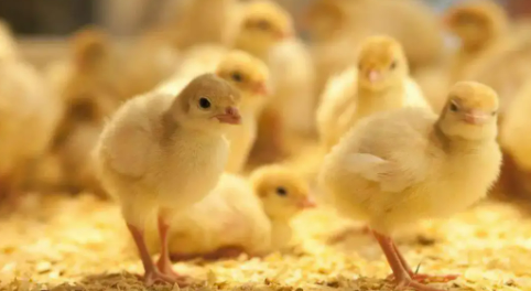 493294dae47e0dec073070950f7d28d 493294dae47e0dec073070950f7d28d