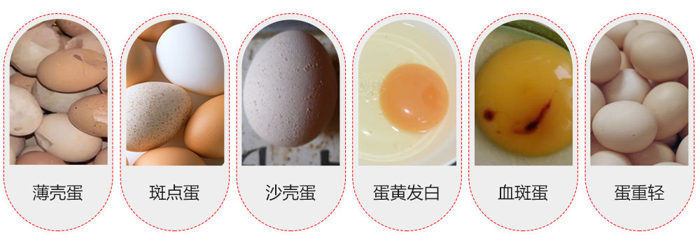 蛋禽養(yǎng)殖中常見的問題