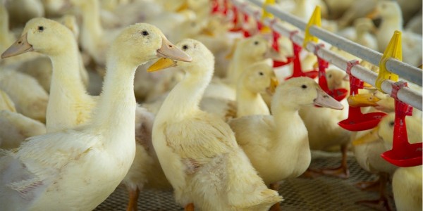 肉鴨中期的養殖方法和技術