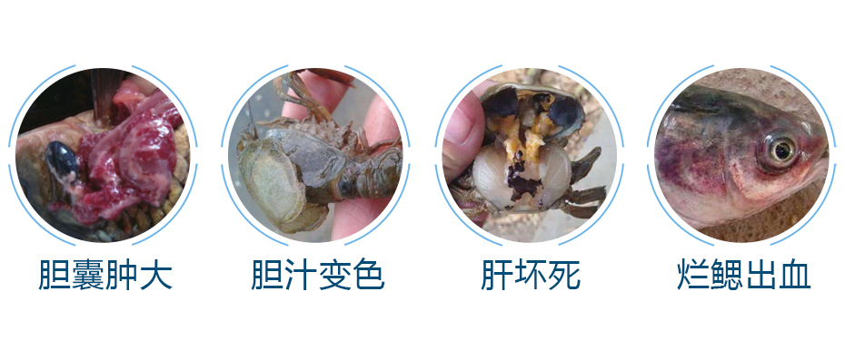 水產養(yǎng)殖中經常出現(xiàn)的肝膽問題