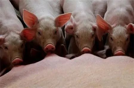 母豬產(chǎn)后消炎