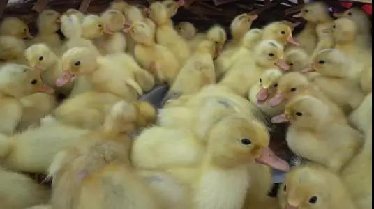 如何提高雛鴨成活率