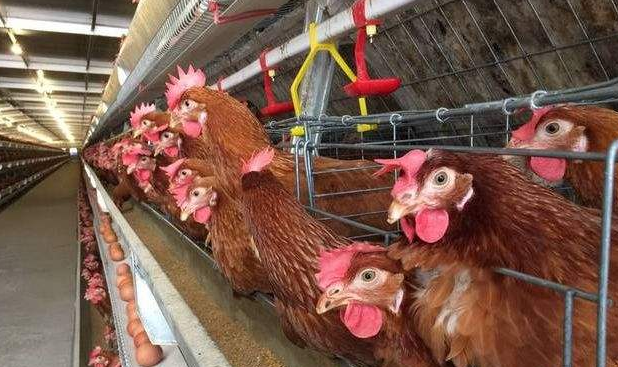 雞群冷應(yīng)激引起的呼吸道疾病