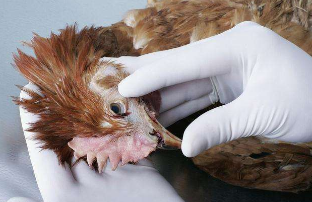 雞群冷應(yīng)激引起的呼吸道疾病