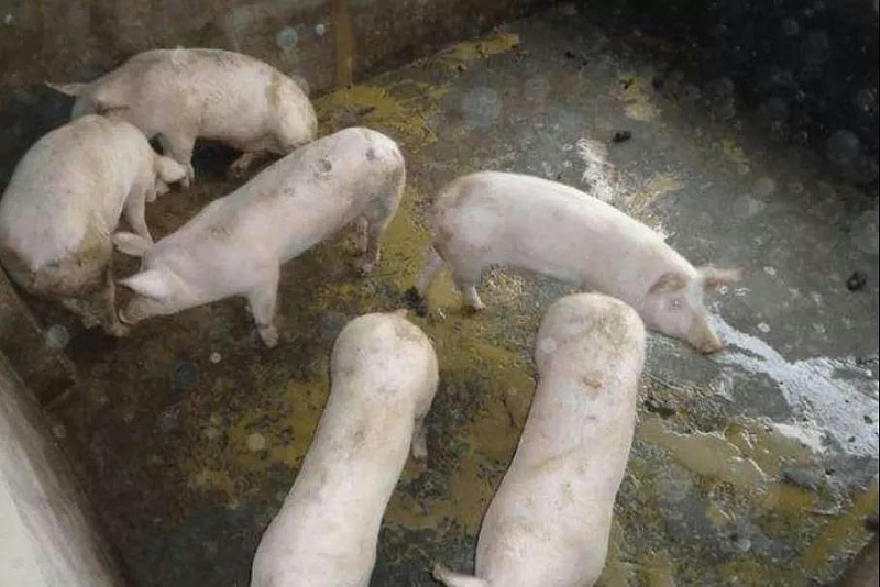 仔豬大腸桿菌病