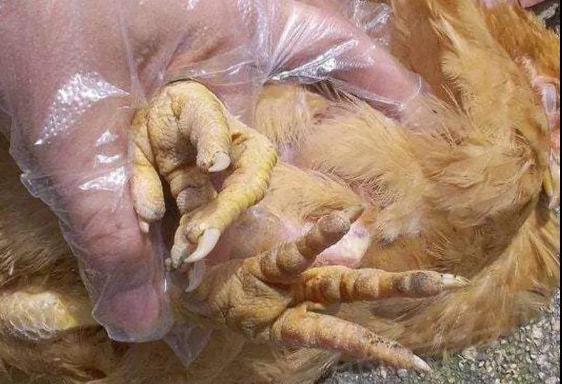 蛋雞養(yǎng)殖滑液囊支原體