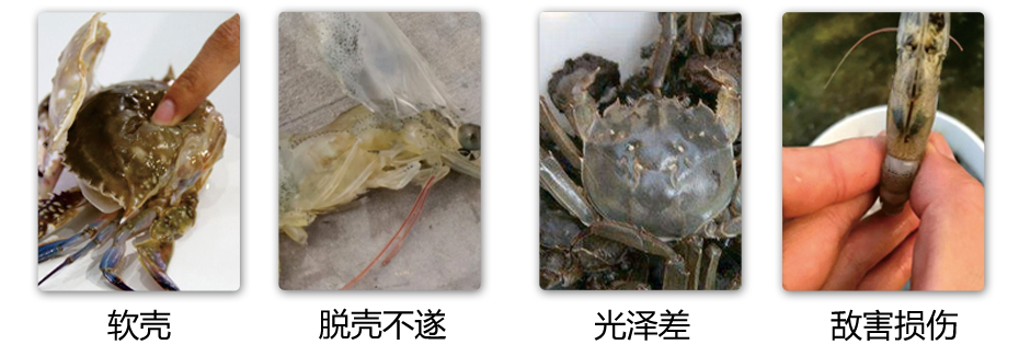 水產養殖中缺鈣導致的問題