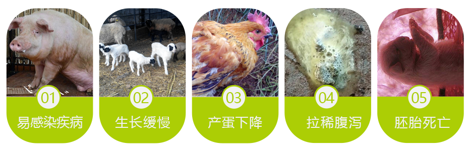 維生素缺乏的后果