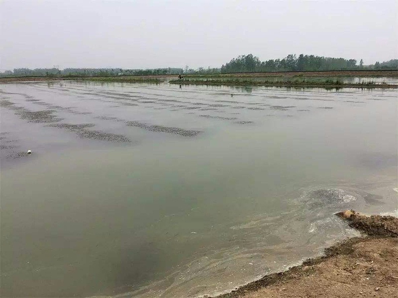 小龍蝦養(yǎng)殖