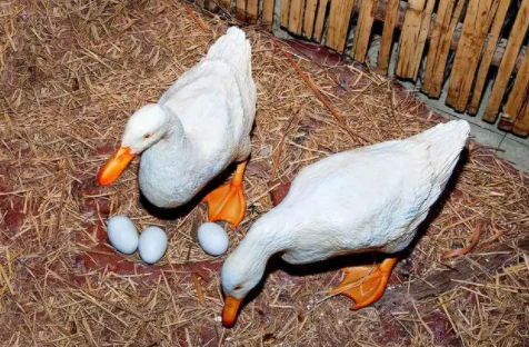 bc05af239e2f0bb3803fda867028a82 bc05af239e2f0bb3803fda867028a82