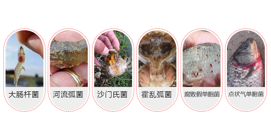 水產(chǎn)養(yǎng)殖中的常見問題