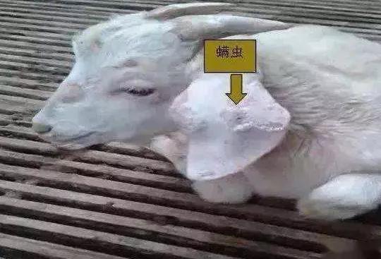 羊驅蟲的正確方法