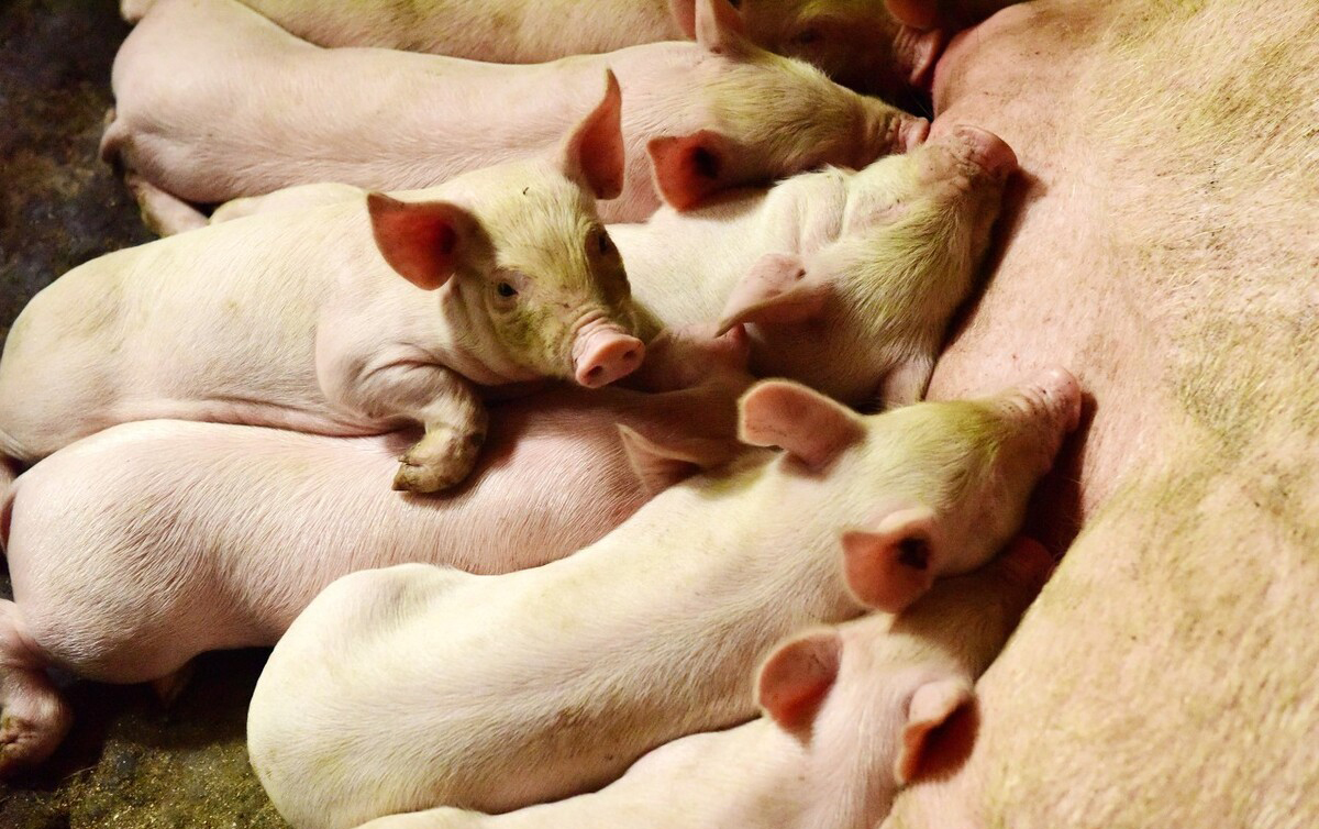 母豬初乳對(duì)豬場(chǎng)的重要性