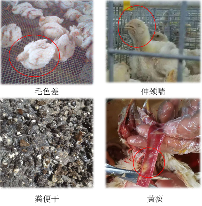 雞呼吸道具體表現(xiàn)癥狀