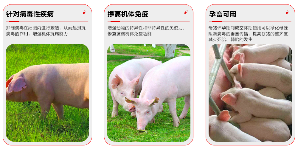 雙抗王作用用途