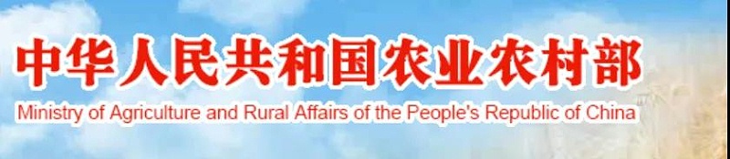 農業農村部：春節生豬上市將增加！