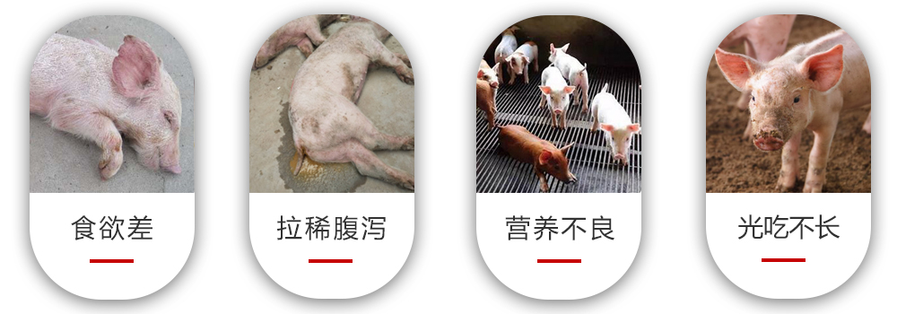 產房仔豬常見問題