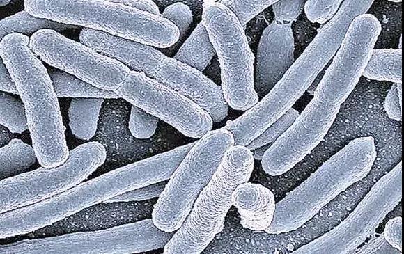 仔豬感染大腸桿菌