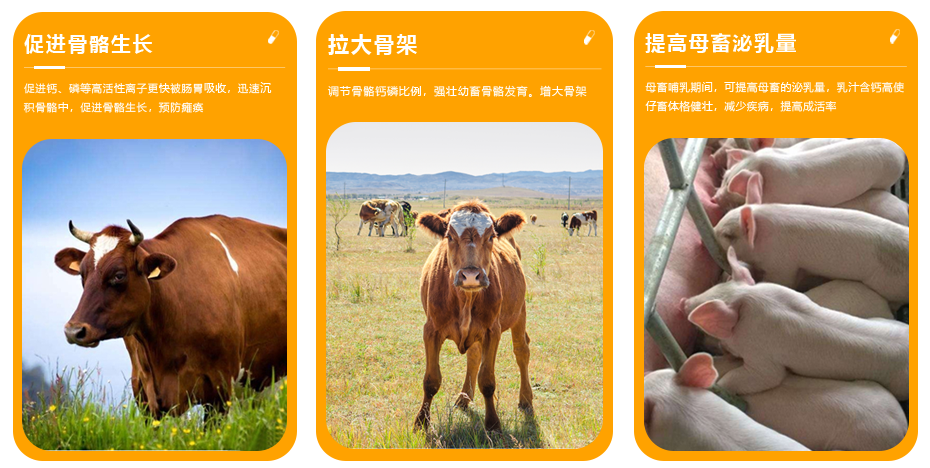 豬牛羊飼料添加劑家畜鈣中鈣產品功效