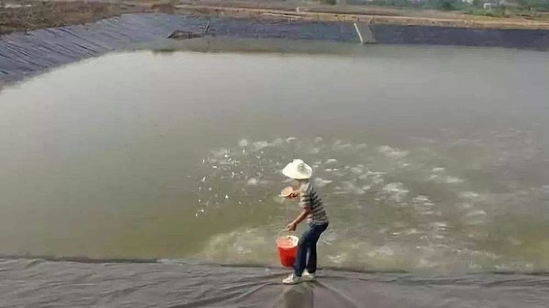 水產養殖肥水