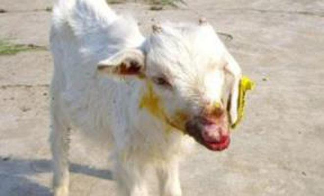 羊傳染性膿皰病2