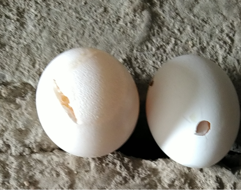 雞白殼蛋2